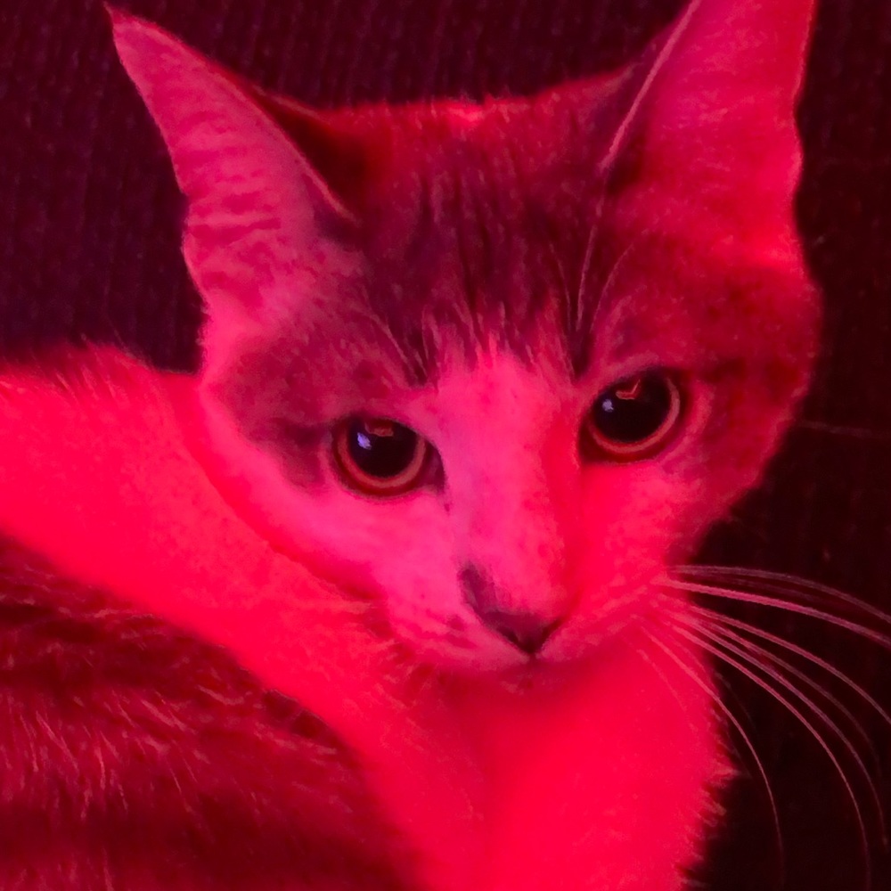 Meet your Posher, Annie